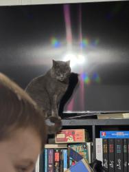 Lost Male Cat last seen Near S Bethel Rd across from Walnut Grove Baptist Church, Decatur, AL 35603