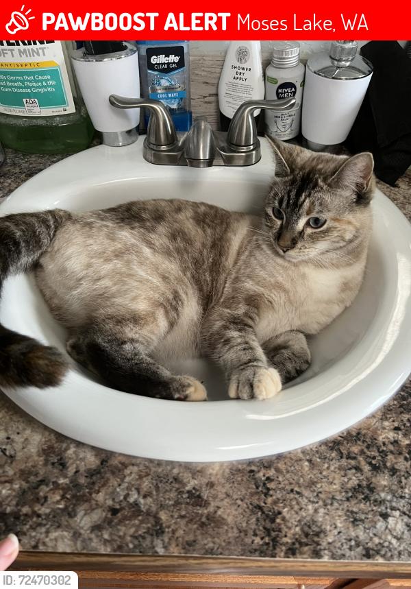 Lost Female Cat last seen NE Hiawatha & Frontage Rd, Moses Lake, WA 98837