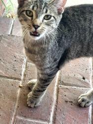 Lost Male Cat last seen Guatemala Ave and Noren St, Downey, CA 90240