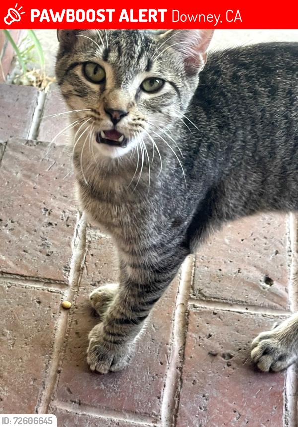 Lost Male Cat last seen Guatemala Ave and Noren St, Downey, CA 90240