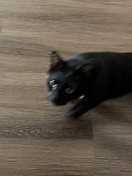 Lost Female Cat last seen Severin drive, La Mesa, CA 91942