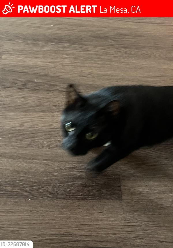 Lost Female Cat last seen Severin drive, La Mesa, CA 91942