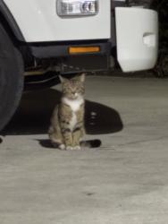 Found/Stray Unknown Cat last seen Across Andrews from the Trirail station, Fort Lauderdale, FL 33309