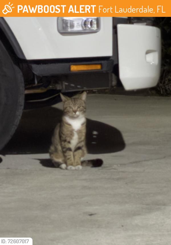 Found/Stray Unknown Cat last seen Across Andrews from the Trirail station, Fort Lauderdale, FL 33309