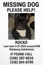 Lost Male Dog last seen Winding subdivision , Houston, TX 77084