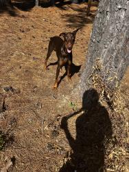 Lost Male Dog last seen Behind Trinity at the Hill apmts , Carrboro, NC 27510