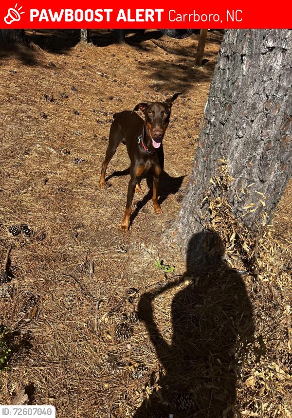 Lost Male Dog last seen Behind Trinity at the Hill apmts , Carrboro, NC 27510