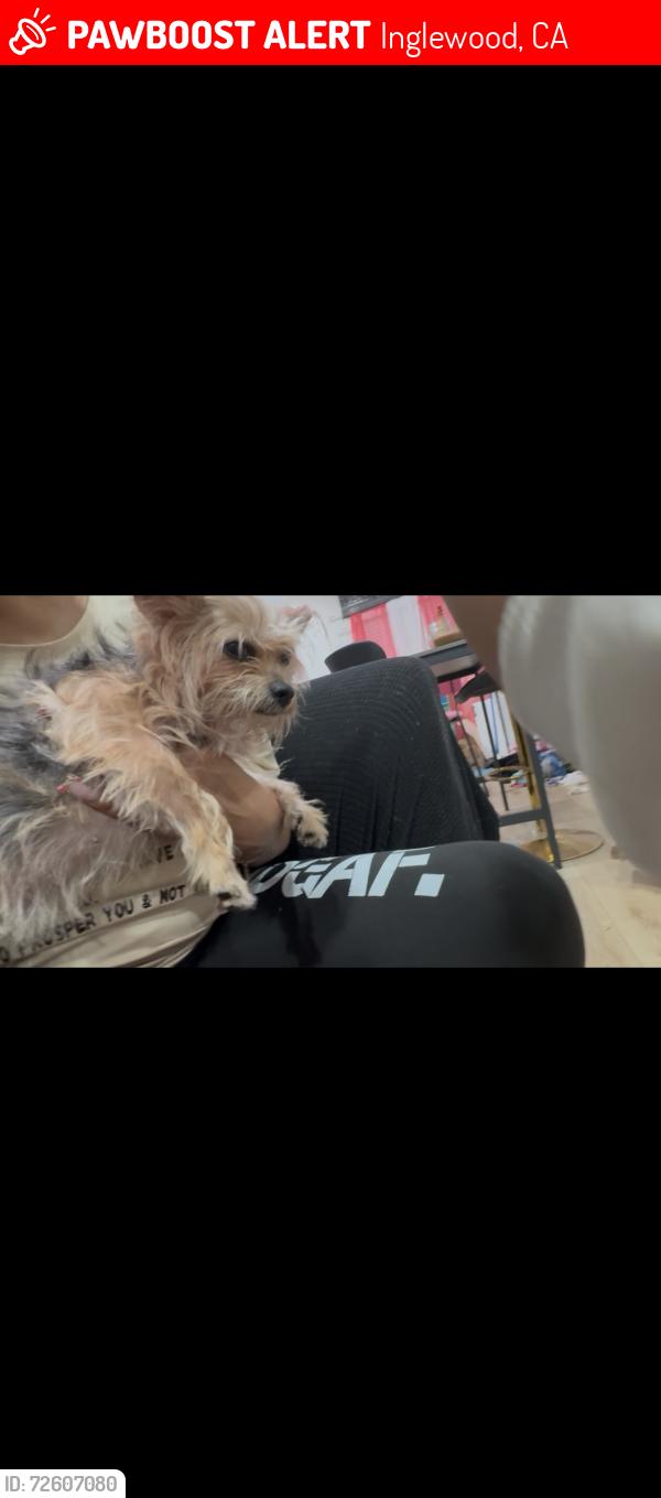 Lost Female Dog last seen 108th & 5th ave , Inglewood, CA 90303