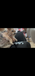 Lost Female Dog last seen 108th & 5th ave , Inglewood, CA 90303