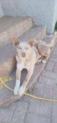 Lost Female Dog last seen 10th street West, Ave j, Lancaster, CA 93534