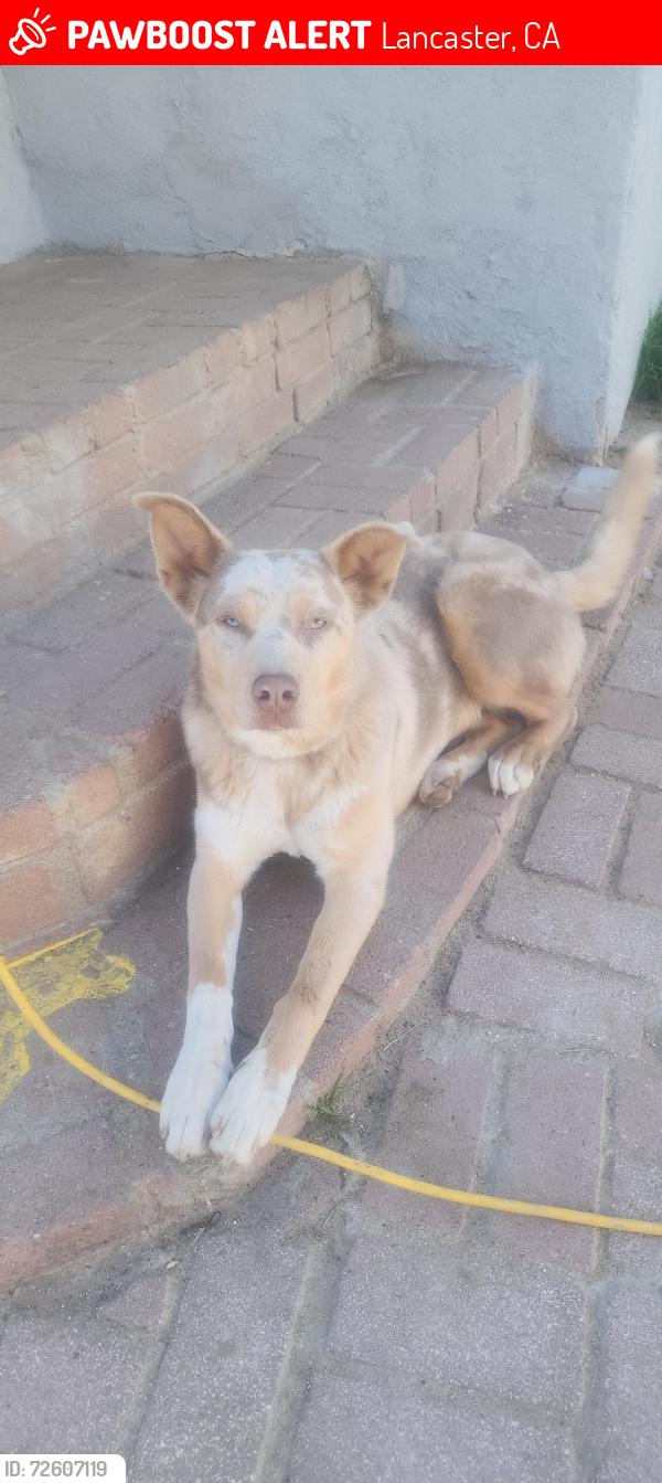 Lost Female Dog last seen 10th street West, Ave j, Lancaster, CA 93534
