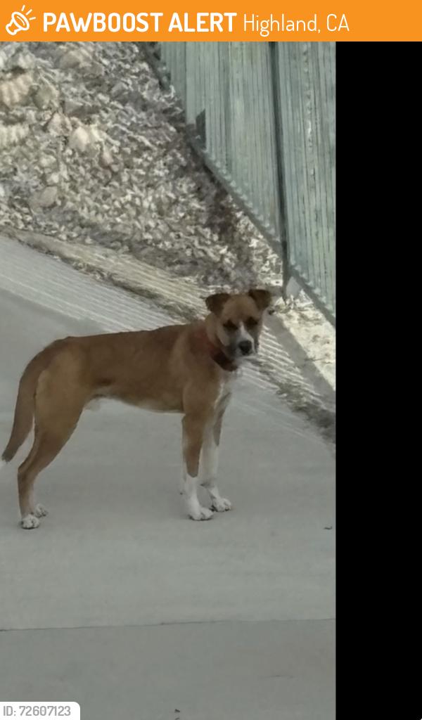 Found/Stray Male Dog last seen Tenaya Ln and Baseline in Highland CA, Highland, CA 92346