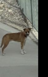 Found/Stray Male Dog last seen Tenaya Ln and Baseline in Highland CA, Highland, CA 92346