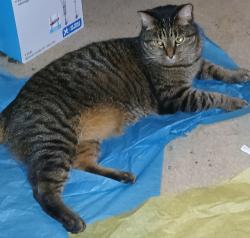 Lost Male Cat last seen Crescent Village between buildings 26 and 27, Elgin, TX 78621