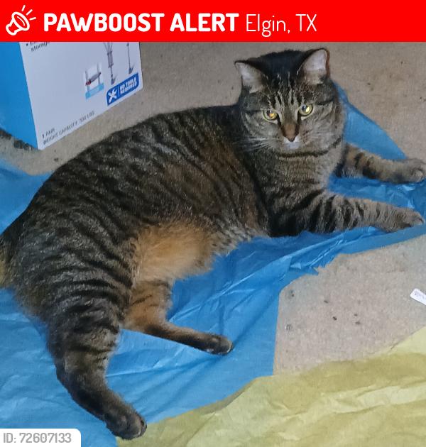 Lost Male Cat last seen Crescent Village between buildings 26 and 27, Elgin, TX 78621