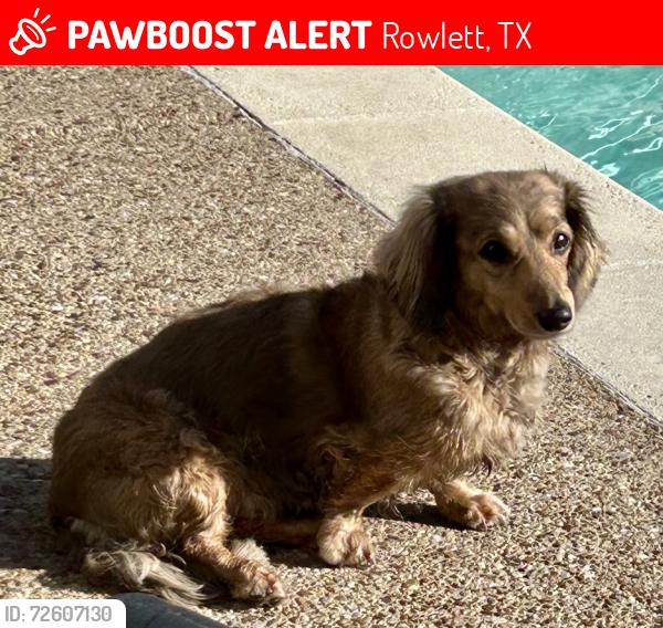 Lost Female Dog last seen Evinrude and Schrade heading East, Rowlett, TX 75088