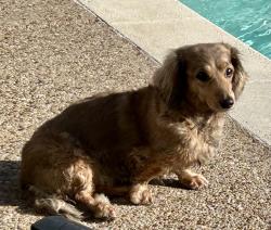Lost Female Dog last seen Evinrude and Schrade heading East, Rowlett, TX 75088