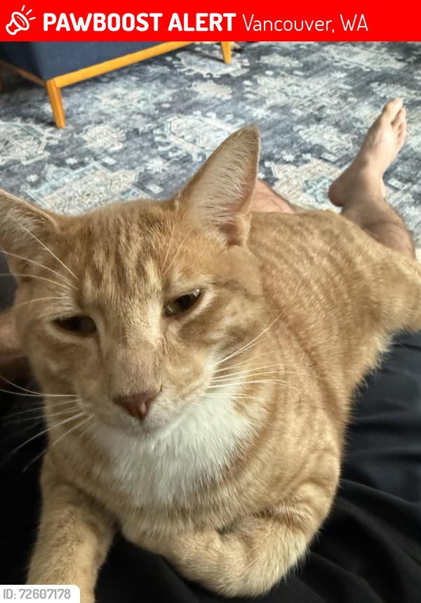 Lost Male Cat last seen Ward Road, Vancouver, WA 98682