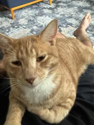 Lost Male Cat last seen Ward Road, Vancouver, WA 98682