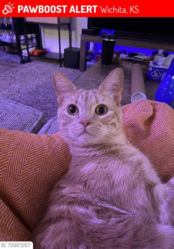 Lost Male Cat last seen 21st & Rock, Wichita, KS 67206