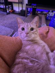 Lost Male Cat last seen 21st & Rock, Wichita, KS 67206