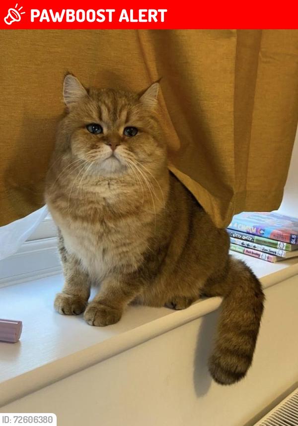 Lost Male Cat last seen Masons Avenue , Hampshire, England PO9 3FQ