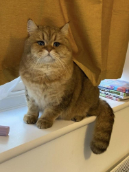 Lost Male Cat last seen Masons Avenue , Hampshire, England PO9 3FQ
