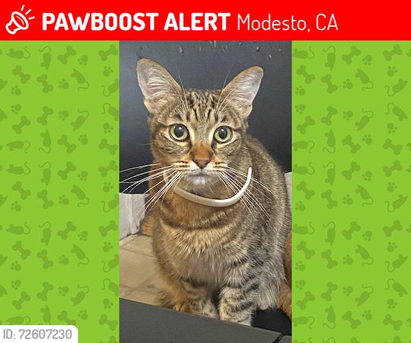 Lost Female Cat last seen Louise Avenue Modesto , Modesto, CA 95350