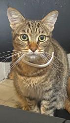 Lost Female Cat last seen Louise Avenue Modesto , Modesto, CA 95350