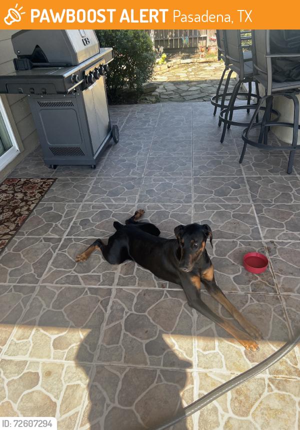 Rehomed Female Dog last seen Preston Ave, Pasadena, TX, USA, Pasadena, TX 77503