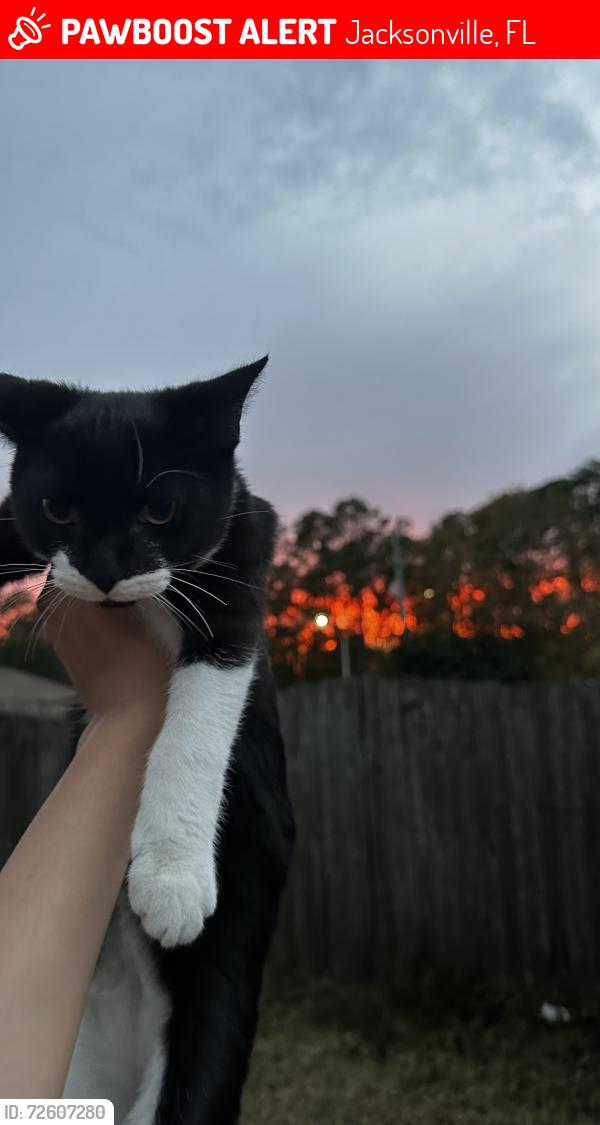 Lost Male Cat last seen Near Rockland Dr, right in front of Trinity College Of Jacksonville, Jacksonville, FL 32221