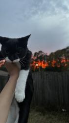 Lost Male Cat last seen Near Rockland Dr, right in front of Trinity College Of Jacksonville, Jacksonville, FL 32221