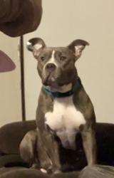 Lost Female Dog last seen Marche rd, Maumelle, AR 72113