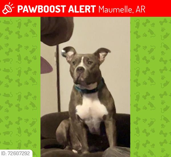 Lost Female Dog last seen Marche rd, Maumelle, AR 72113