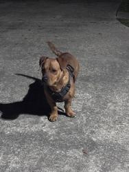 Found/Stray Male Dog last seen I-45 & Cypresswood, Spring, TX 77373