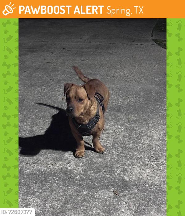 Found/Stray Male Dog last seen I-45 & Cypresswood, Spring, TX 77373