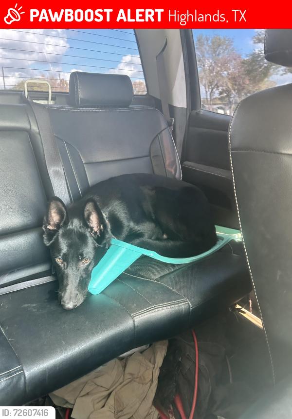 Lost Male Dog last seen Clear lake rd, Highlands, TX 77562