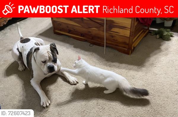 Lost Female Cat last seen Wes Bickley rd off of Koon Rd In Irmo, Richland County, SC 29063