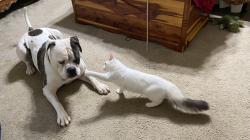 Lost Female Cat last seen Wes Bickley rd off of Koon Rd In Irmo, Richland County, SC 29063