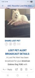 Lost Female Dog last seen Clovis st and Village Dr, Victorville, CA 92394