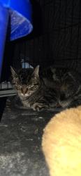 Found/Stray Unknown Cat last seen Kerth road and meramac bottom, Tesson Ferry Township, MO 63128
