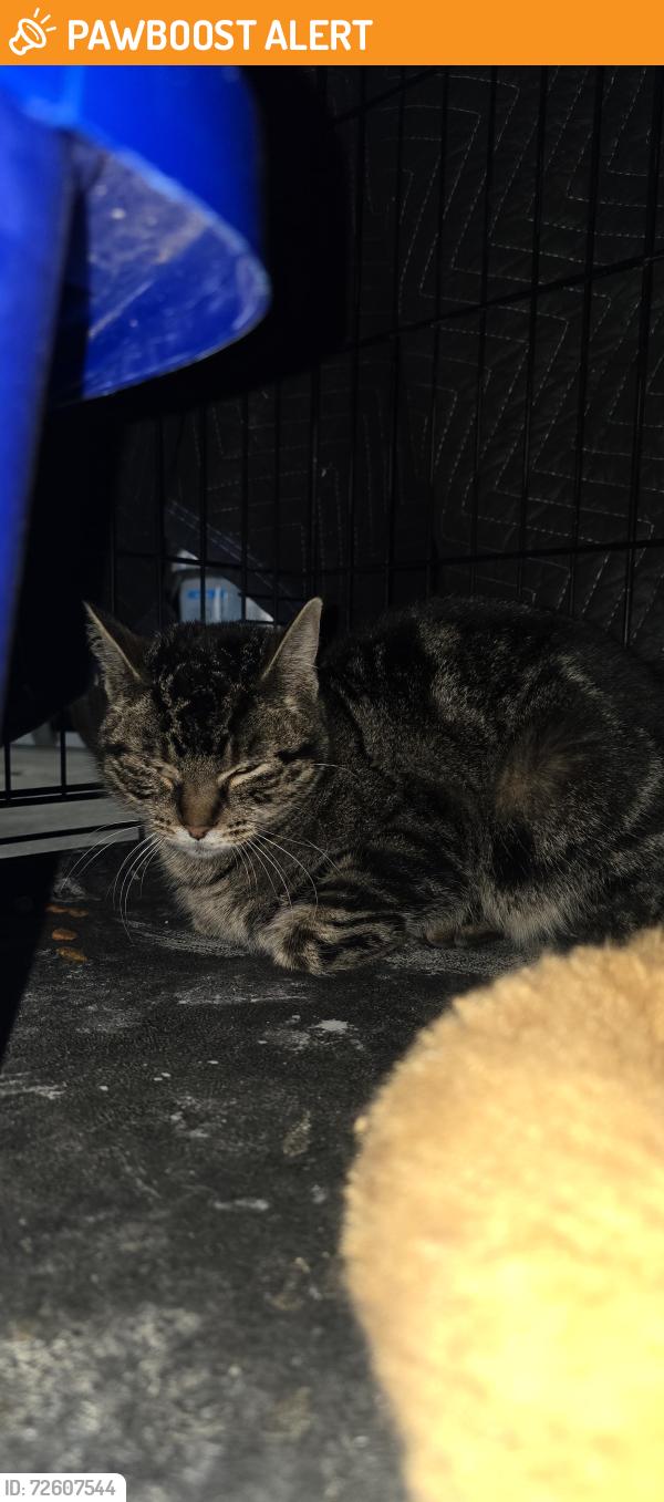 Found/Stray Unknown Cat last seen Kerth road and meramac bottom, Tesson Ferry Township, MO 63128
