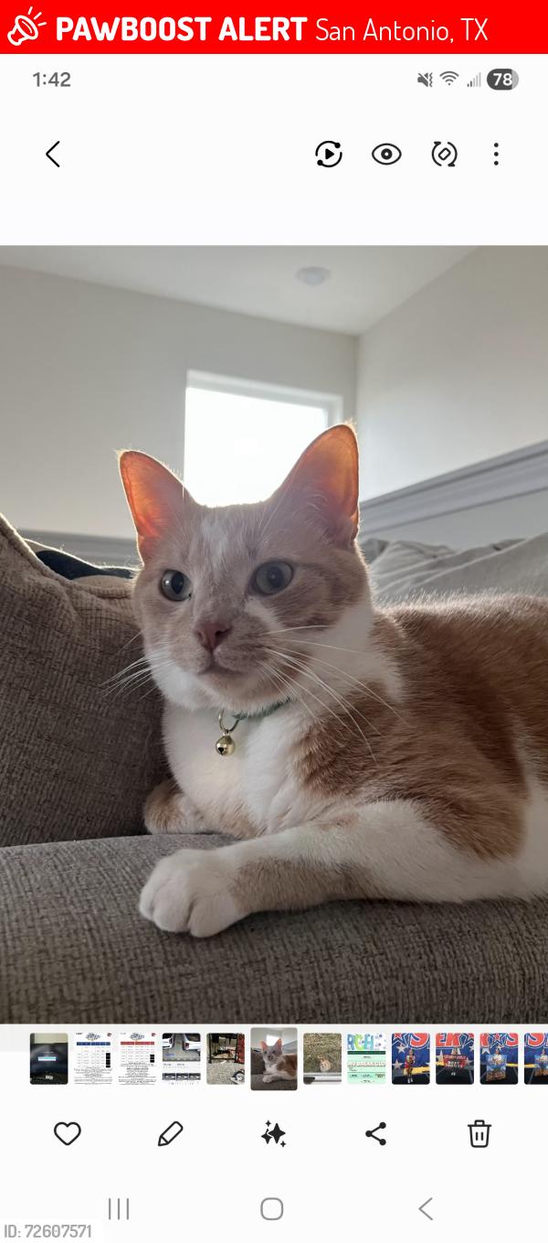 Lost Male Cat last seen Preserve at Culebra Community , San Antonio, TX 78253