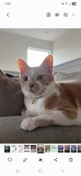 Lost Male Cat last seen Preserve at Culebra Community , San Antonio, TX 78253