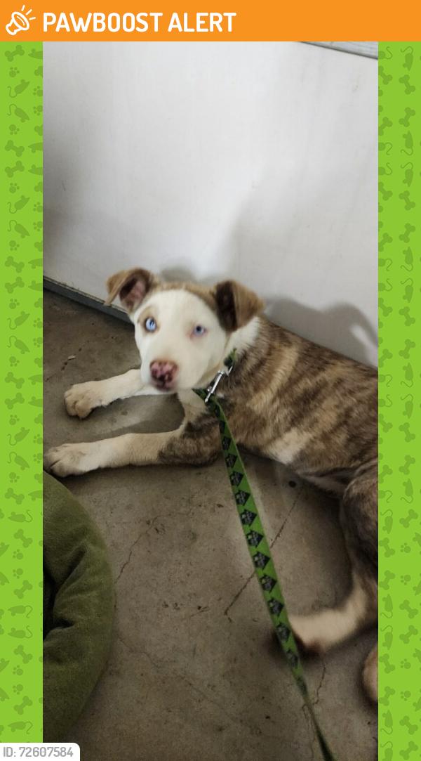 Found/Stray Male Dog last seen Chase , San Diego County, CA 91978