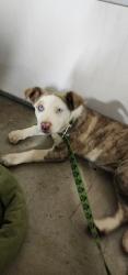 Found/Stray Male Dog last seen Chase , San Diego County, CA 91978