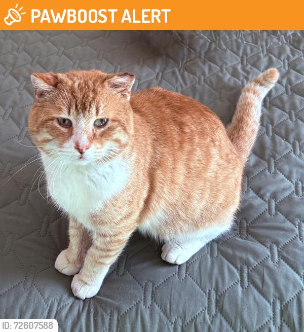 Found/Stray Male Cat last seen Beach Blvd , Jacksonville Beach, FL 32250