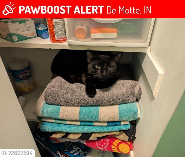 Lost Male Cat last seen Graceway bible baptist church , De Motte, IN 46310