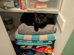 Lost Male Cat last seen Graceway bible baptist church , De Motte, IN 46310