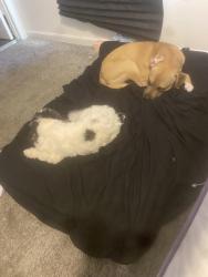 Lost Male Dog last seen Stanton Rd and Bruce Pl, Washington, DC 20020